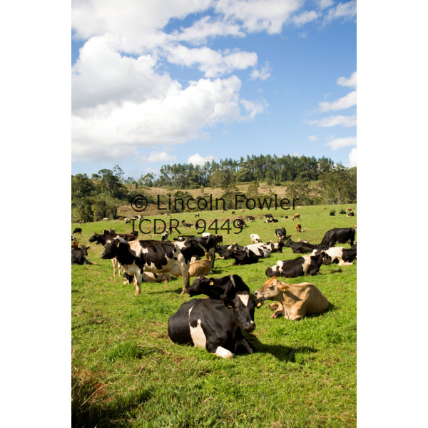 Dairy Herd