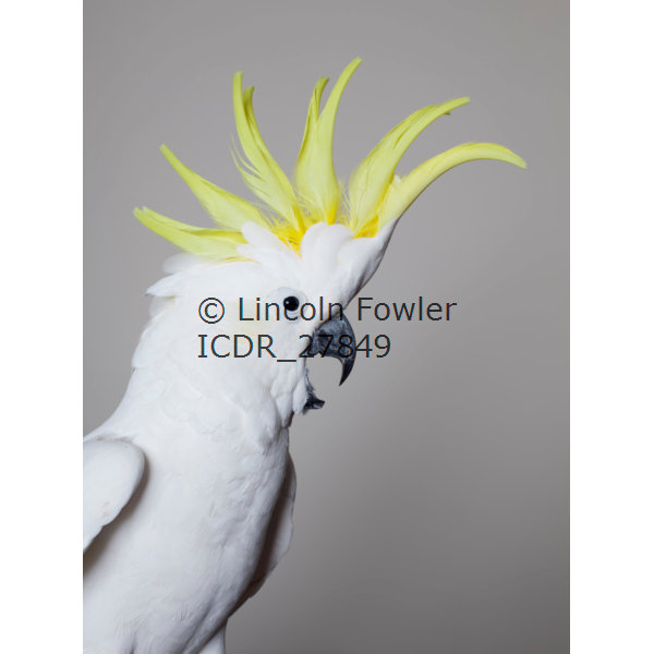 Sulphur Crested Cockatoo
