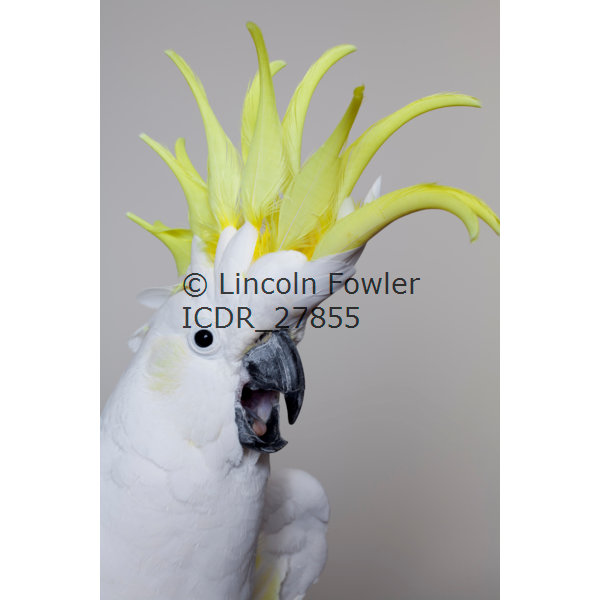 Sulphur Crested Cockatoo
