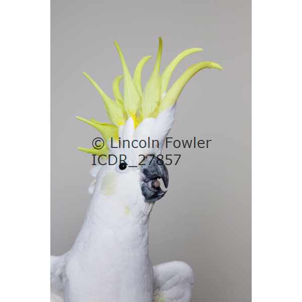 Sulphur Crested Cockatoo